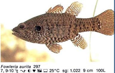 Fowleria aurita